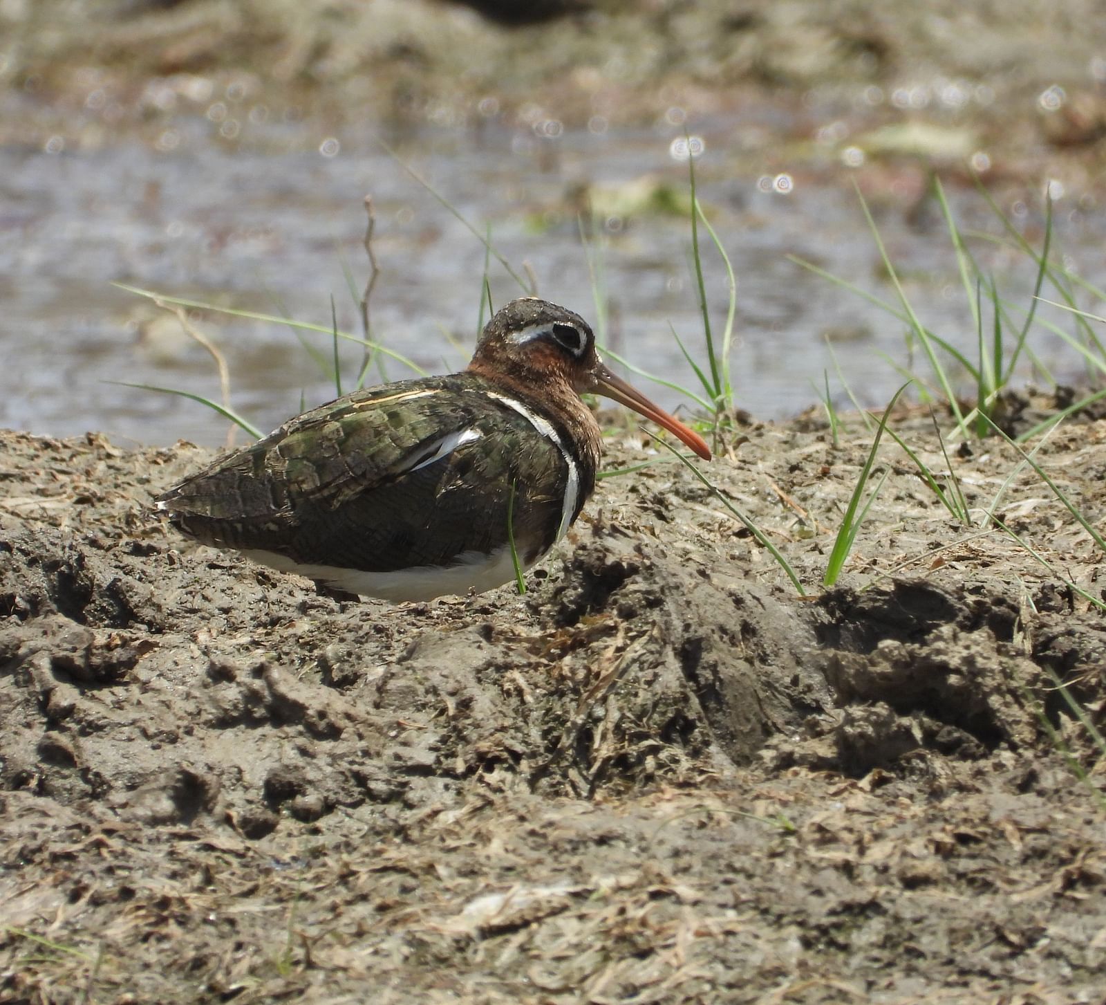 image of a bird with a long orange beak wandering on a dry parched land