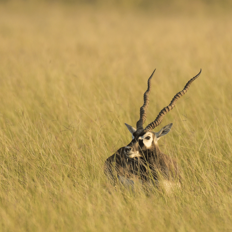 The Blackbuck Lodge - an image of a blackbuck amidst a grassland