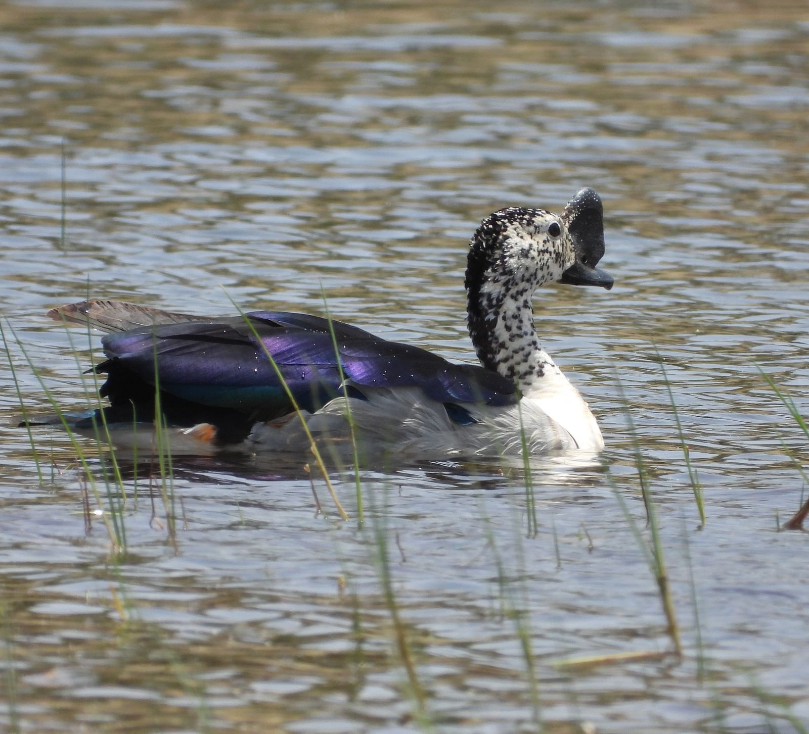 image of a swan swimming through the waters of a lake