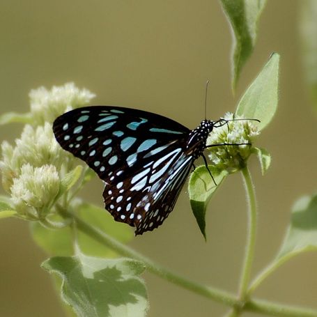 Coorg On The Wing Dark Blue Tiger