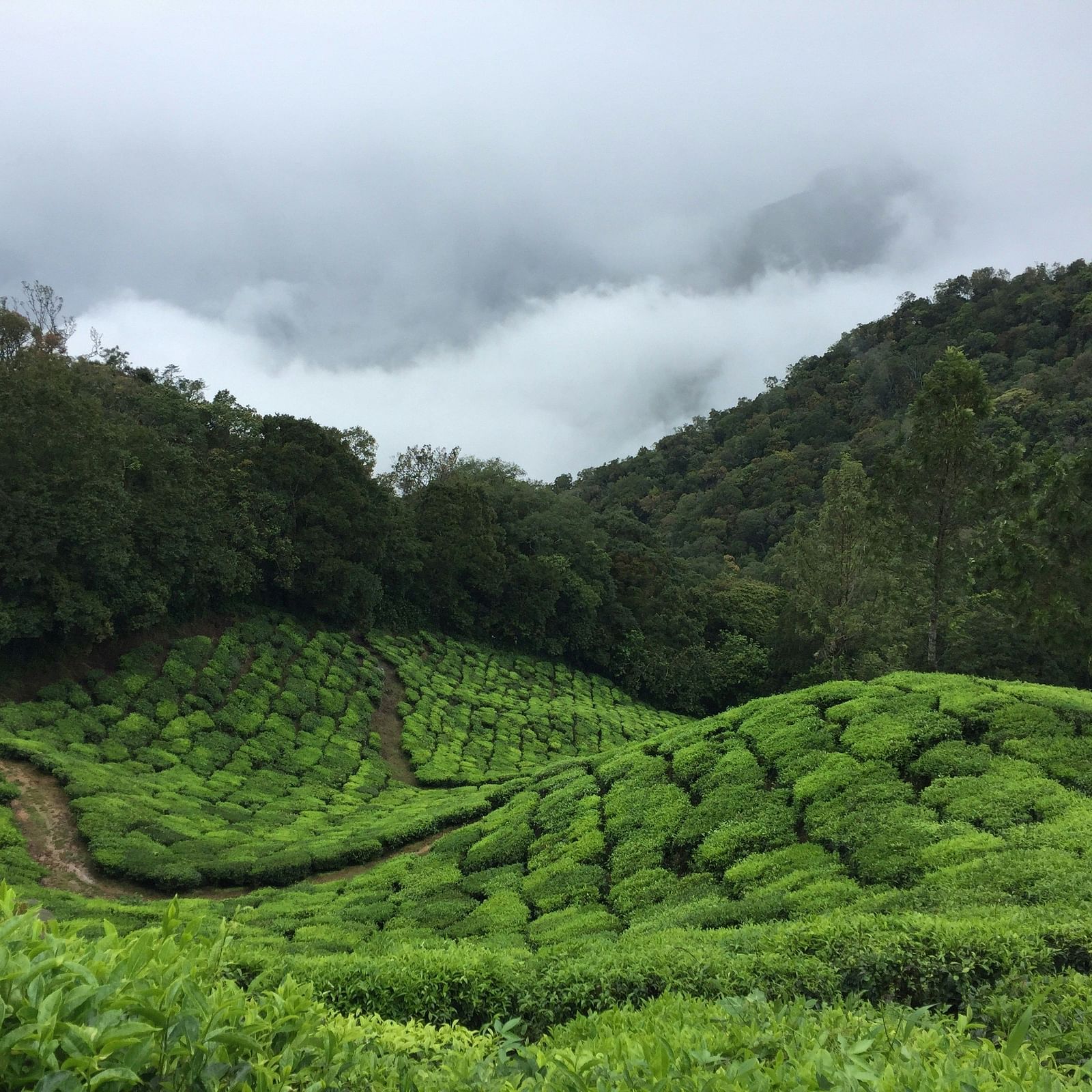 tea estate - Experience the charm of one of the oldest tea plantations, complete with tastings and factory tours.