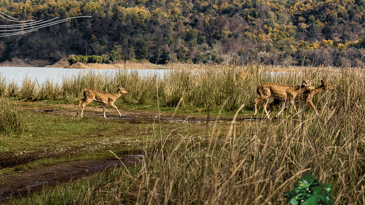 animals walking in jim corbett