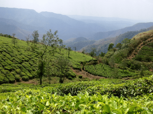 Lush tea plantations stretching across rolling hills under a cloudy sky