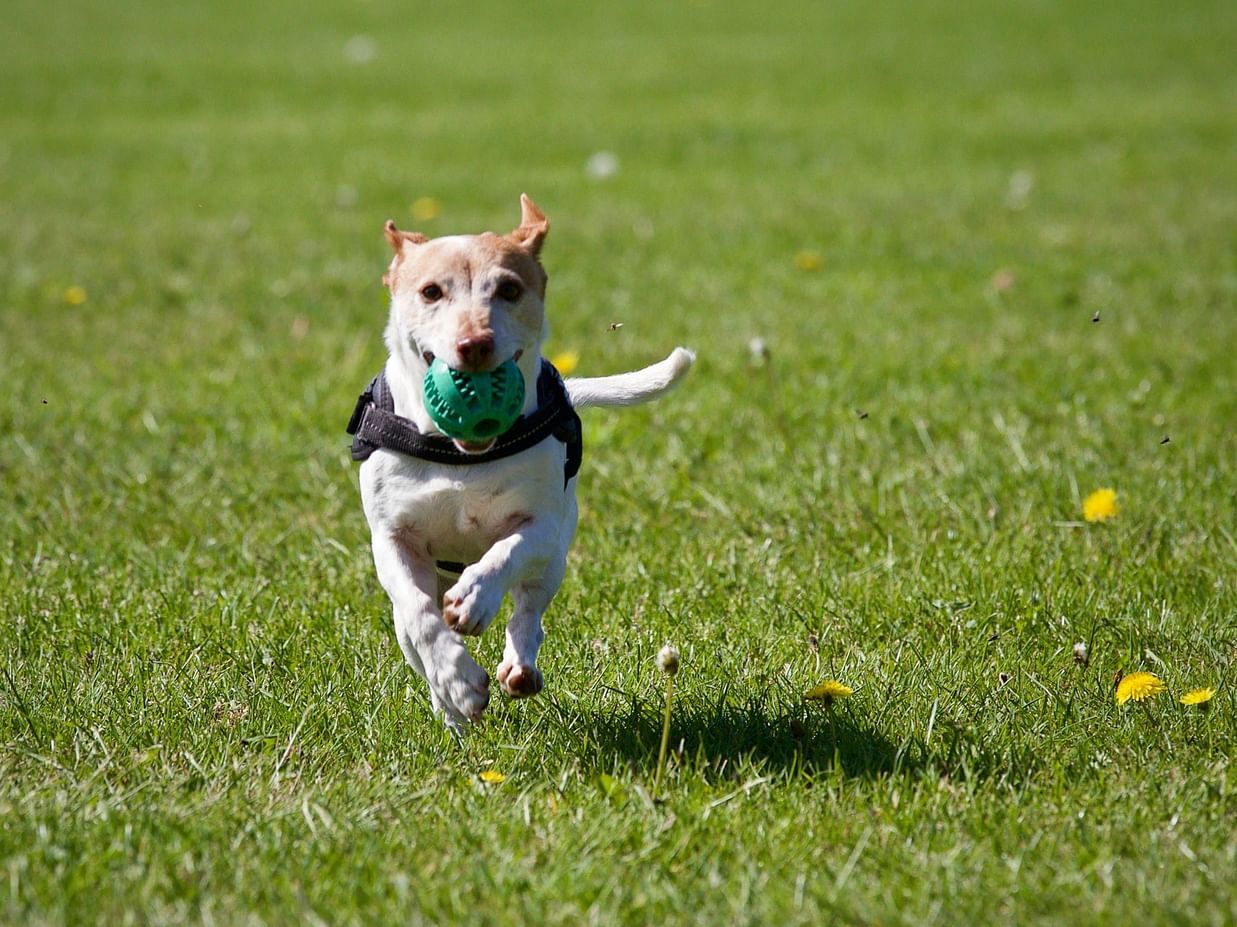 a dog running on a green field