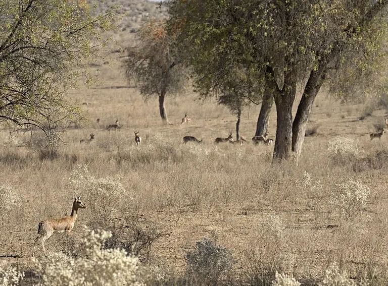An image of a open area with sparse trees and greenery