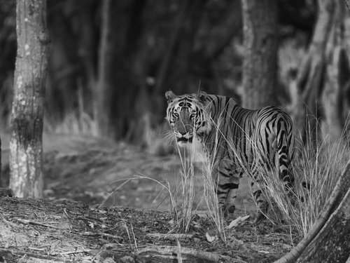 black and white image of a tiger at Bandipur National Park