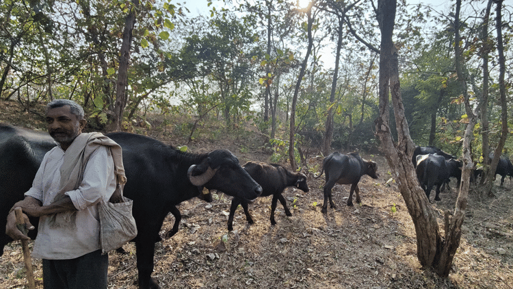 A Maldhari herding his cattle back to the ness