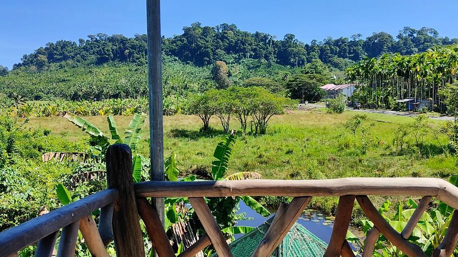 Marlin View - a watch tower surrounded by wooden railings and a green scenery in the view.