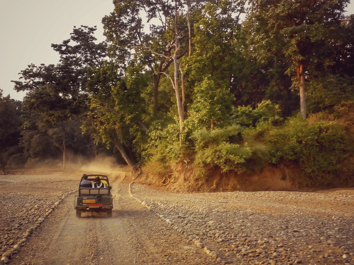 A safari jeep driving on a dusty trail into a forested area during the evening.
