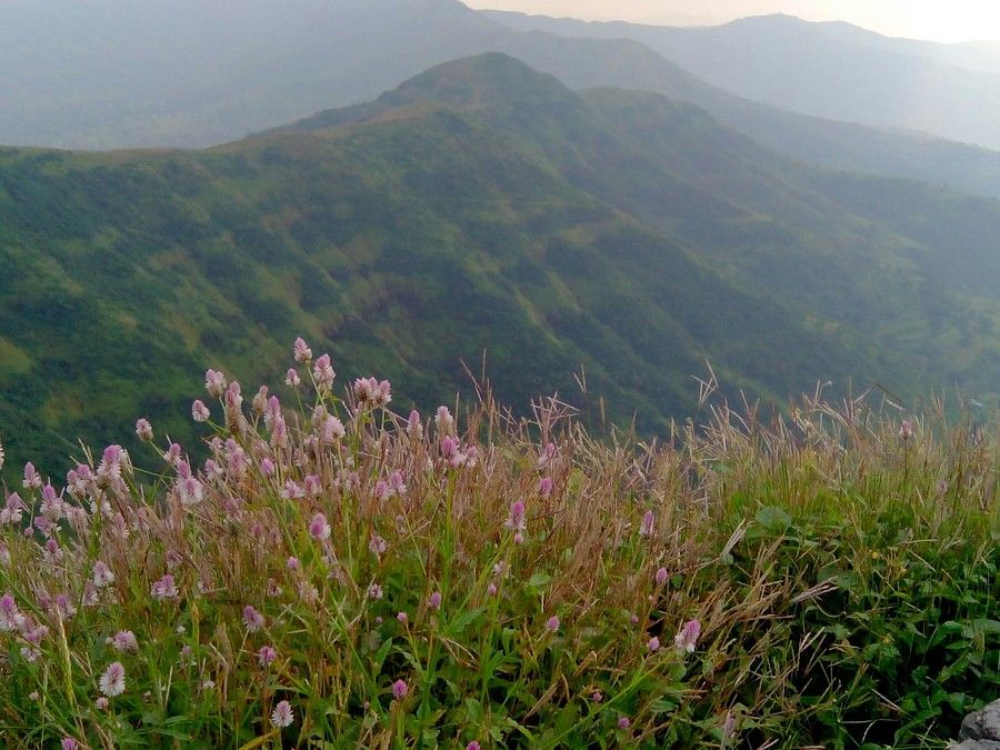 A scenic view from a mountain ridge covered with pink wildflowers, overlooking rolling green hills under a misty sky.
