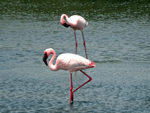 2 flamingos standing in shallow water with reflections visible on the water surface.