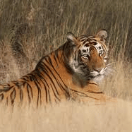 Ranthambore National Park - Umaid Palace Hotel Kalakho Dausa Rajasthan