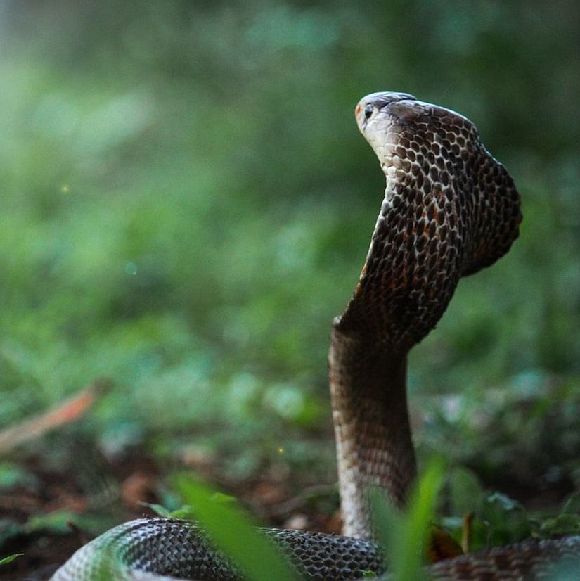 cobra with its hood expanded, rising from the grass in a natural green forest
