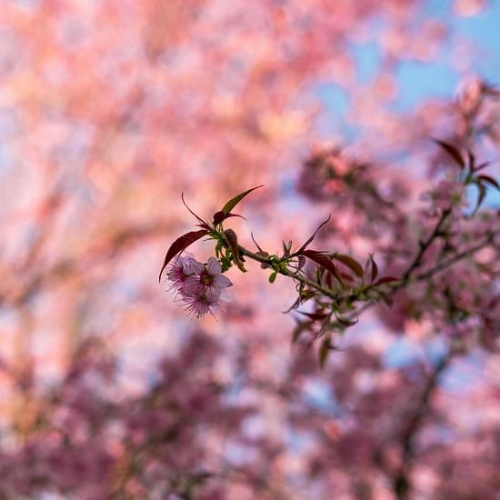 a close up shot of a cherry blossom flowers in Ziro, Arunachal Pradesh