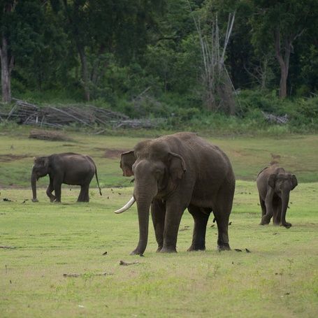 Elephants in a grassy field with trees.