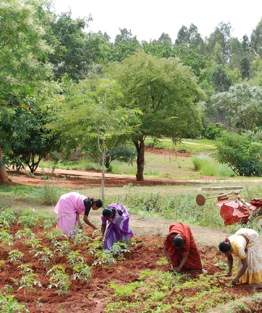 People working in a field with trees and a forest in the background.