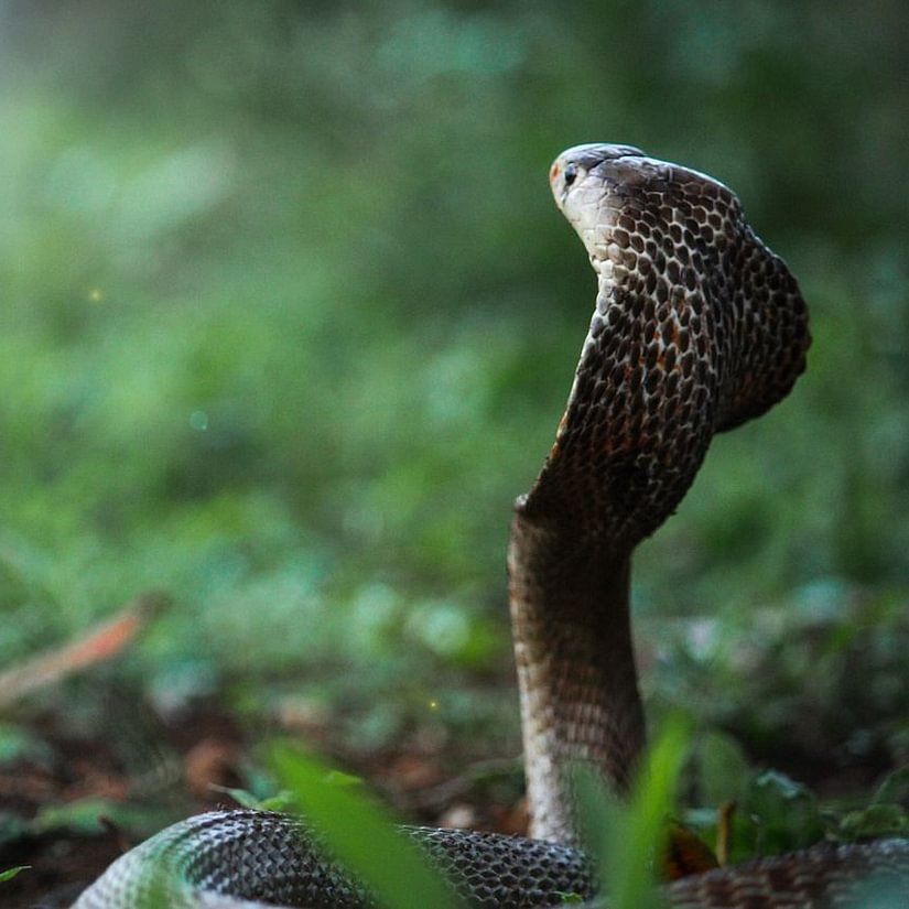 A cobra with its hood expanded, rising from the grass in a natural green environment.