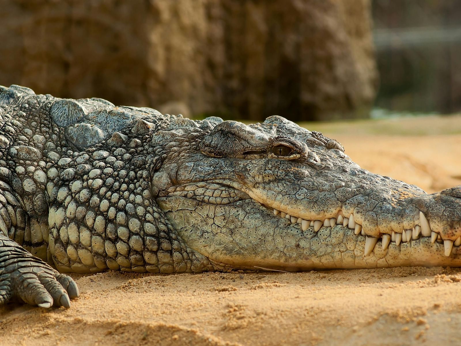 The head and front body of a large crocodile resting on sandy ground.