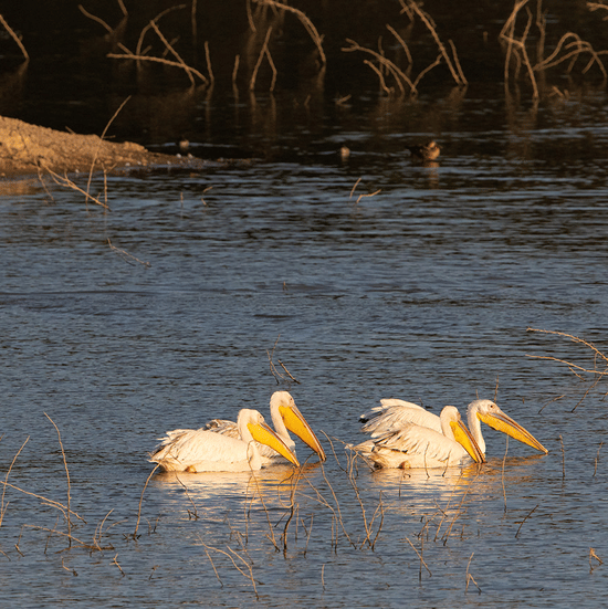 Birding at Surya Bagh Ajabgarh