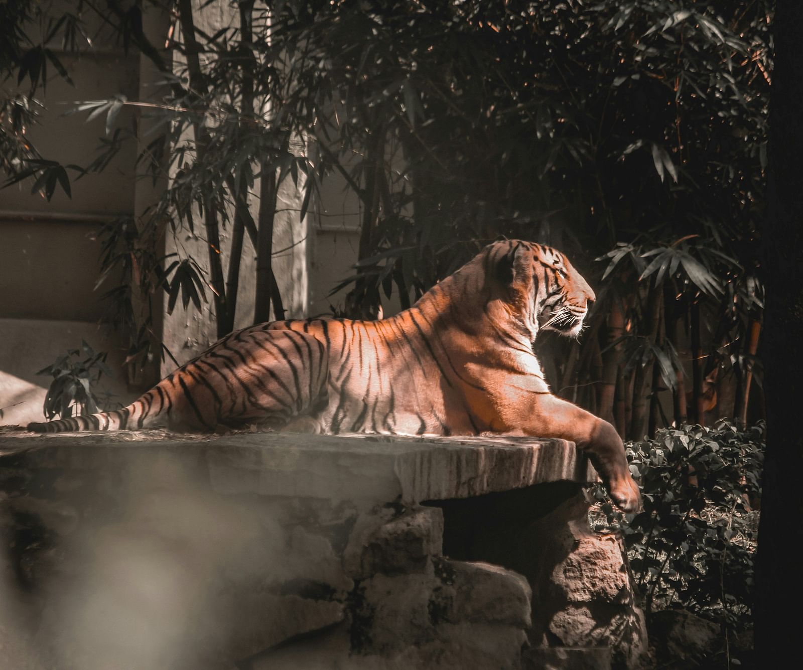 a tiger sitting on a flat rock looking in to the distance while sunbathing