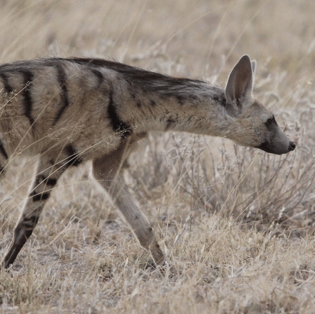 Aardwolf