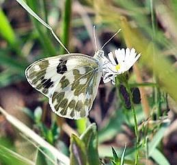A butterfly sitting on a flower