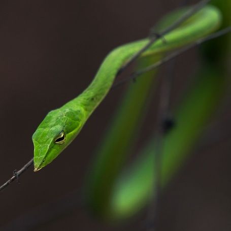 Green vine snake with golden eyes, camouflaged on a branch.