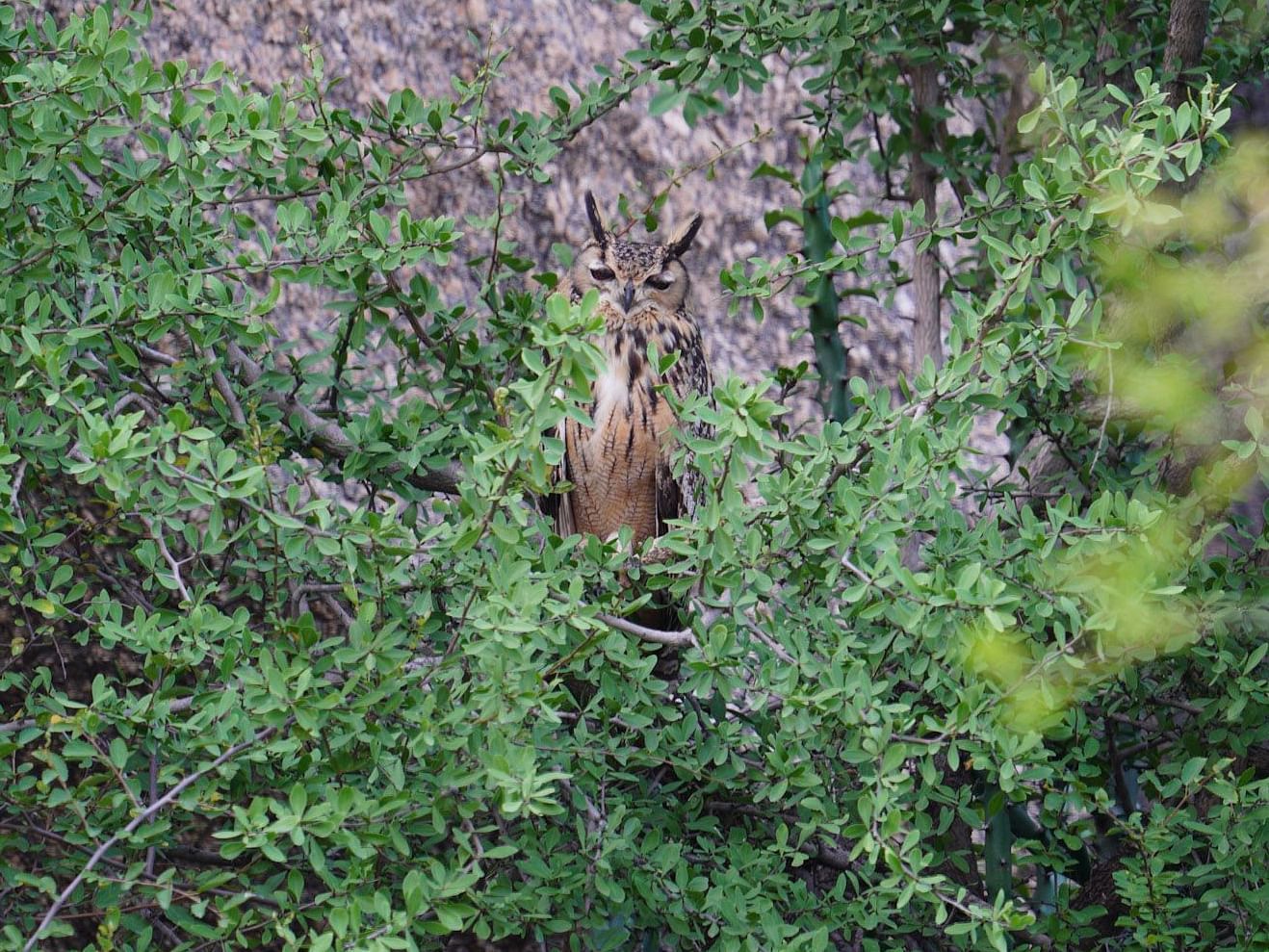A Rock eagle owl amidst the branches and leaves in a forest