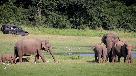 A herd of Asian elephants with a young calf walking across open grassland near a shallow waterbody, with forest vegetation in the background.