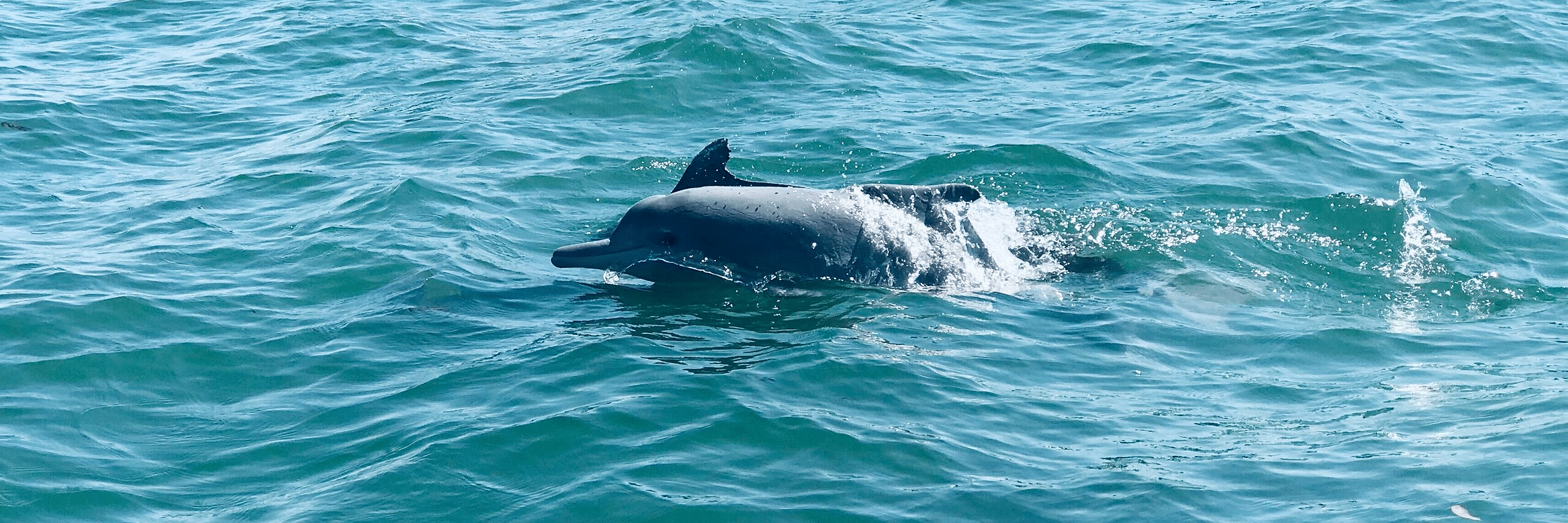 blue whale in crystal clear water @ Lamrin Ucassaim Hotel, Goa