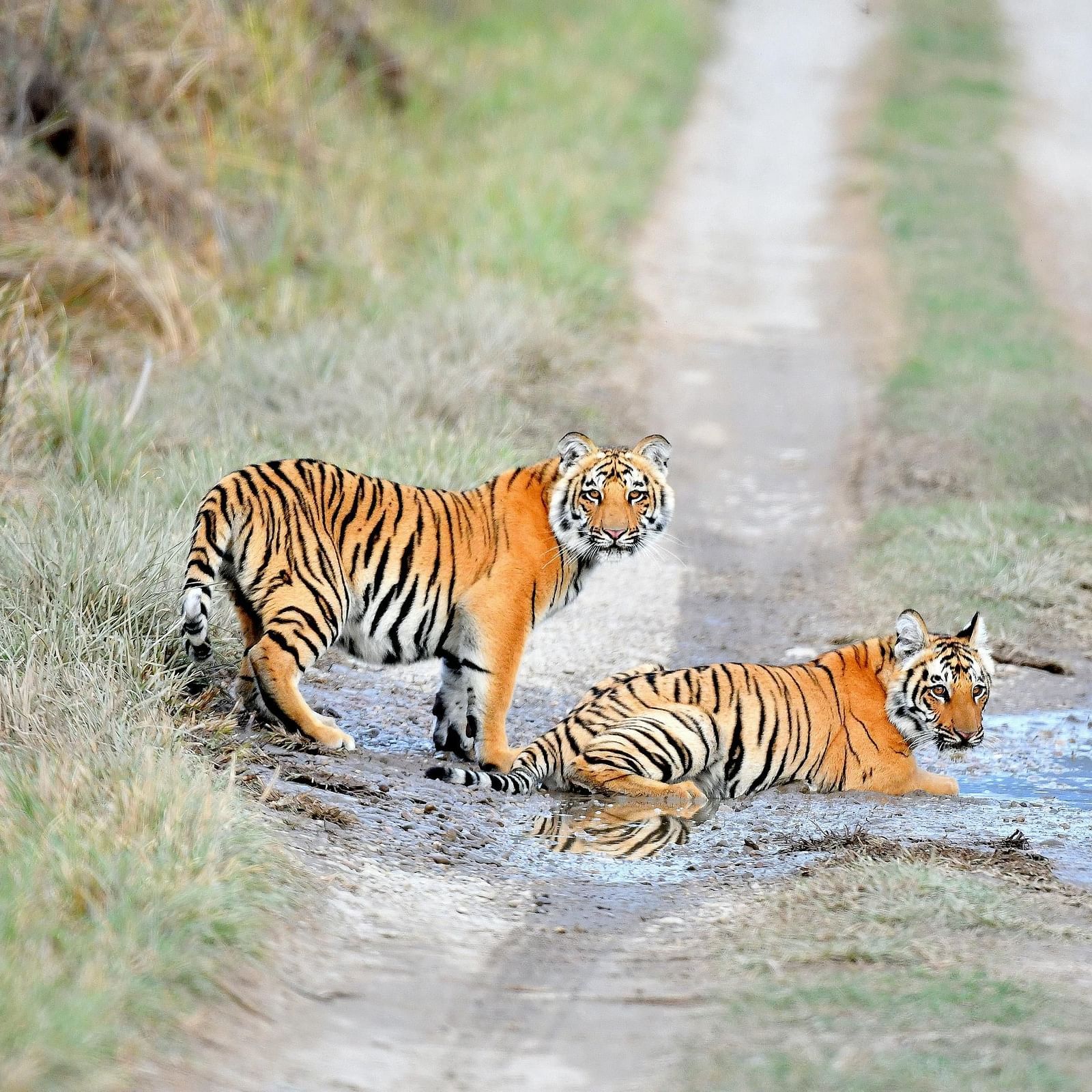 image of two royal bengal tigers sitting in the middle of a muddy trail