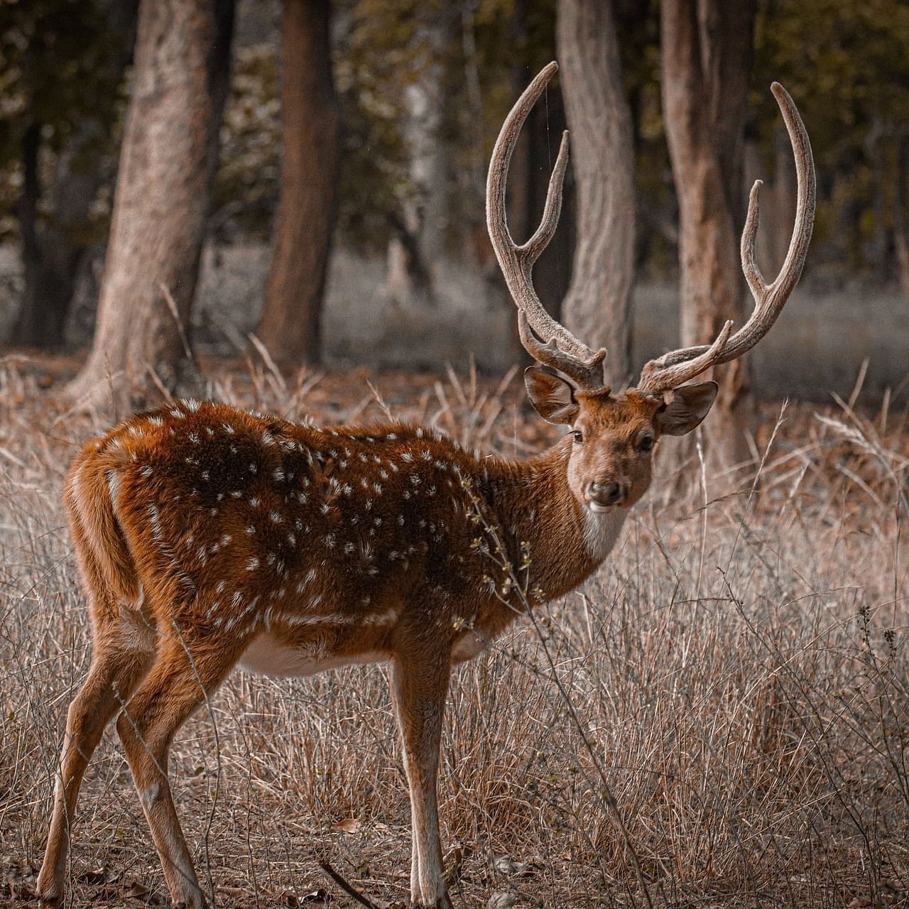 a spotted deer standing amid dry grassland