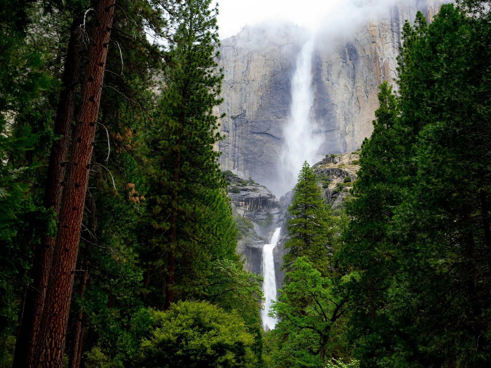 An image of a forest with a waterfall gliding down a mountain as the backdrop