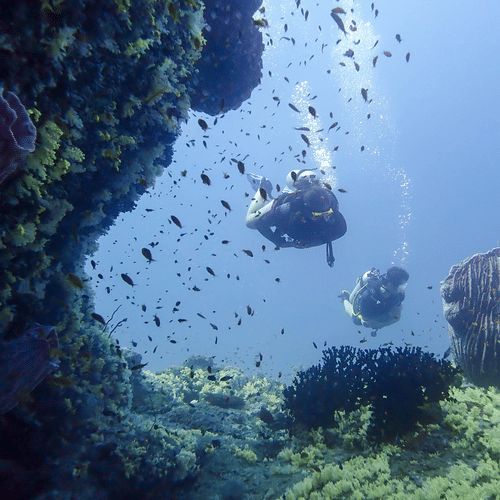 Beautiful scene from under water 
