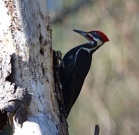 A Pileated Woodpecker pecking a tree trunk during a sunny day - Brewery Gulch Inn & Spa