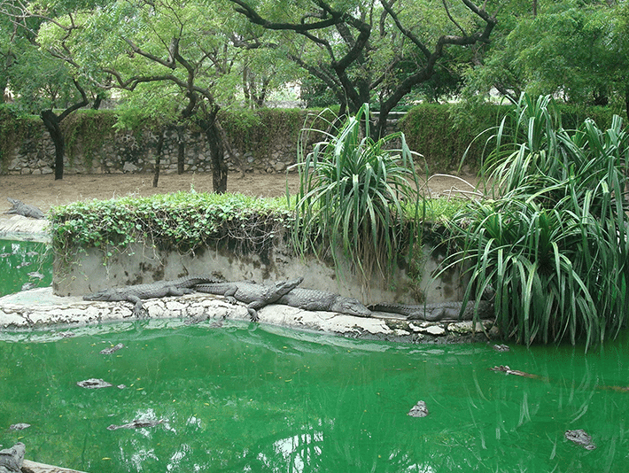 A lush green park with a small pond and dense foliage.