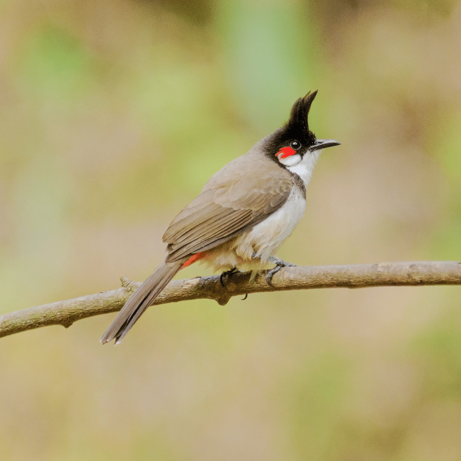 (Not) The Garden Variety Bulbul | Evolve Back
