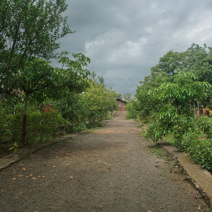 A pathway with green bushy plants on both sides, shot on a cloudy day.