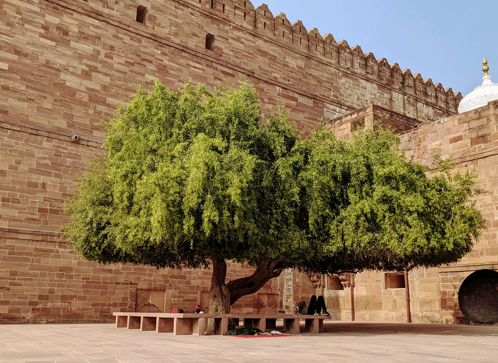A large, bushy tree in the foreground with a historic fort in the background.