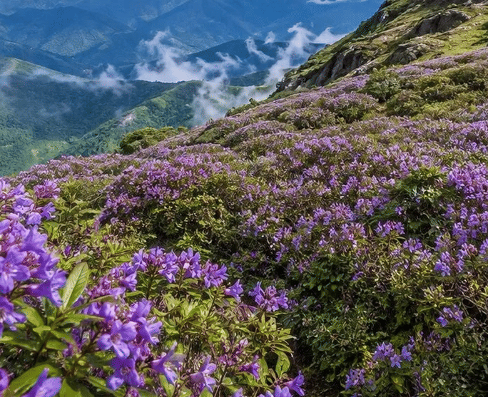 Top Ten Resorts in Munnar