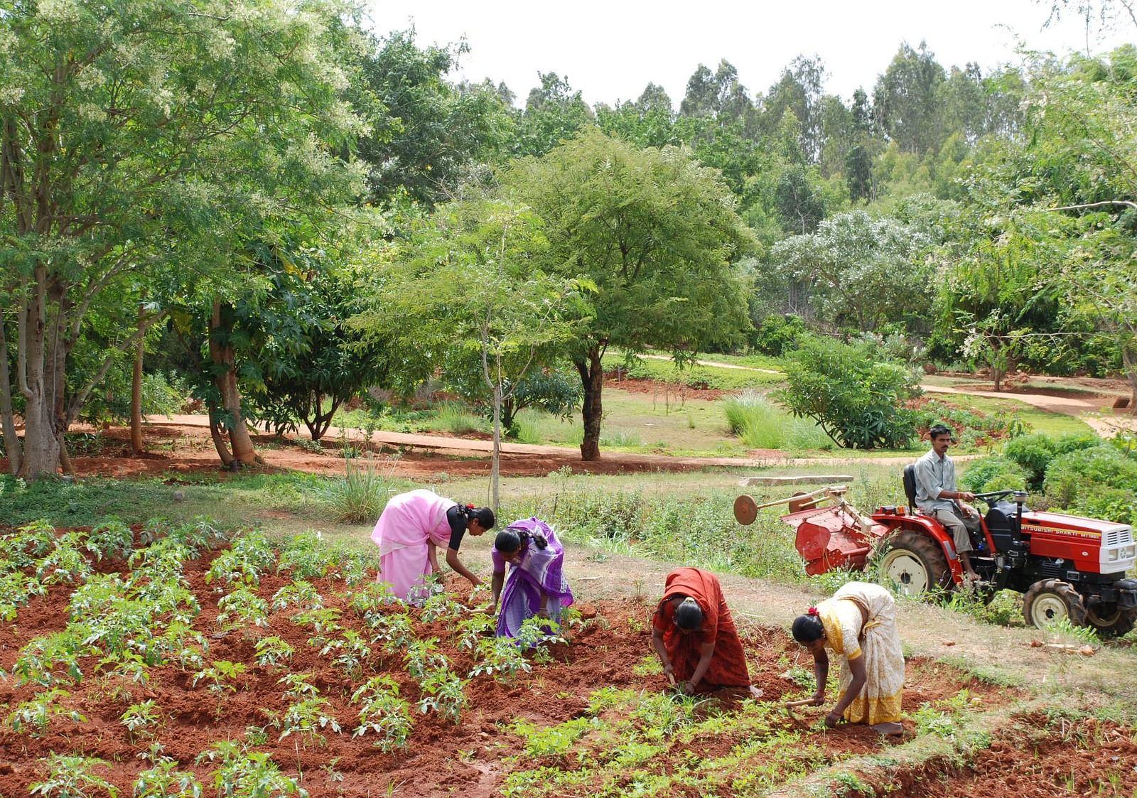 People working in a field with trees and a forest in the background.
