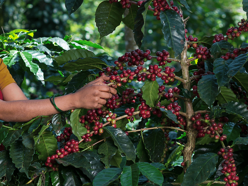 a person examining coffee plants on a sunny day