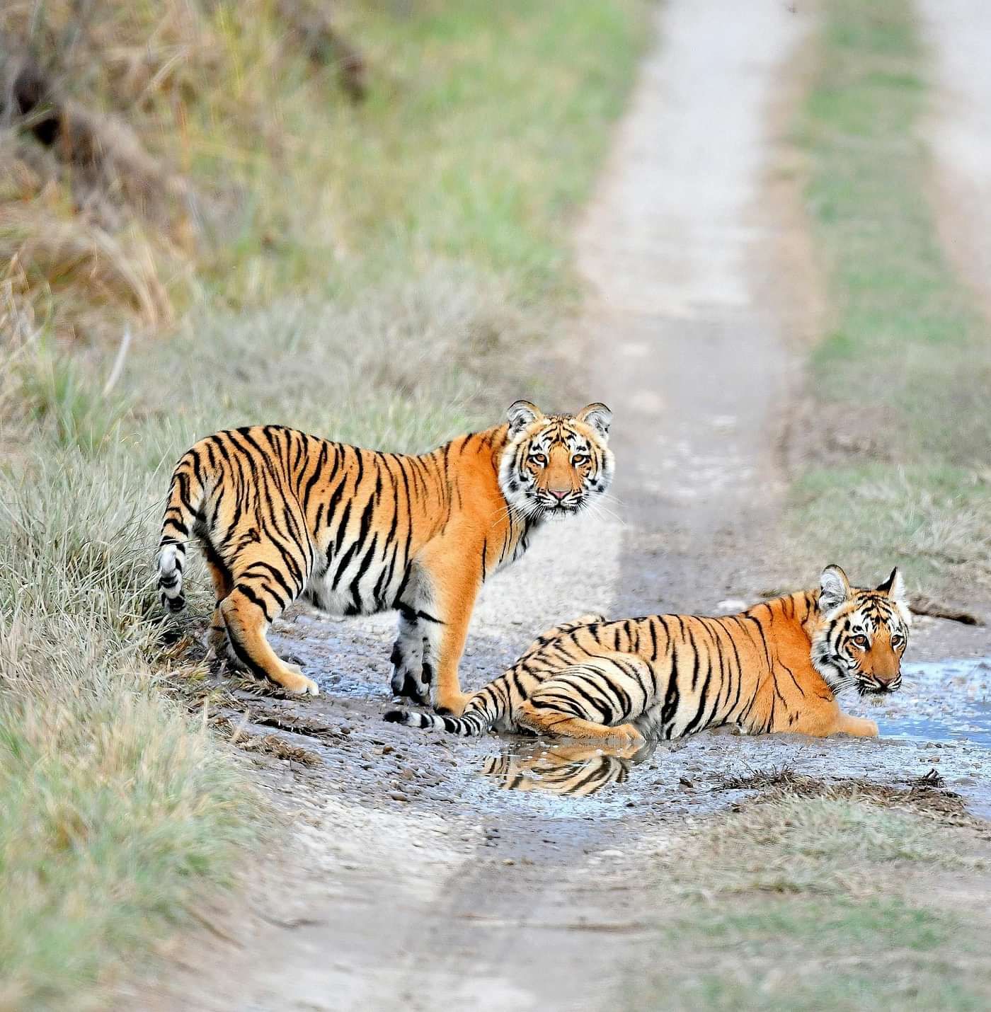 image of 2 tigers in the middle of the road