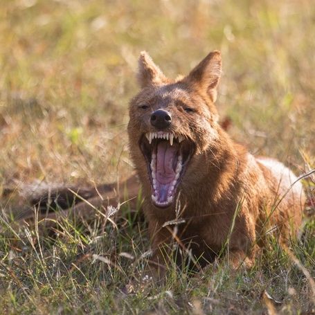 Dhole yawning and snarling in its habitat.