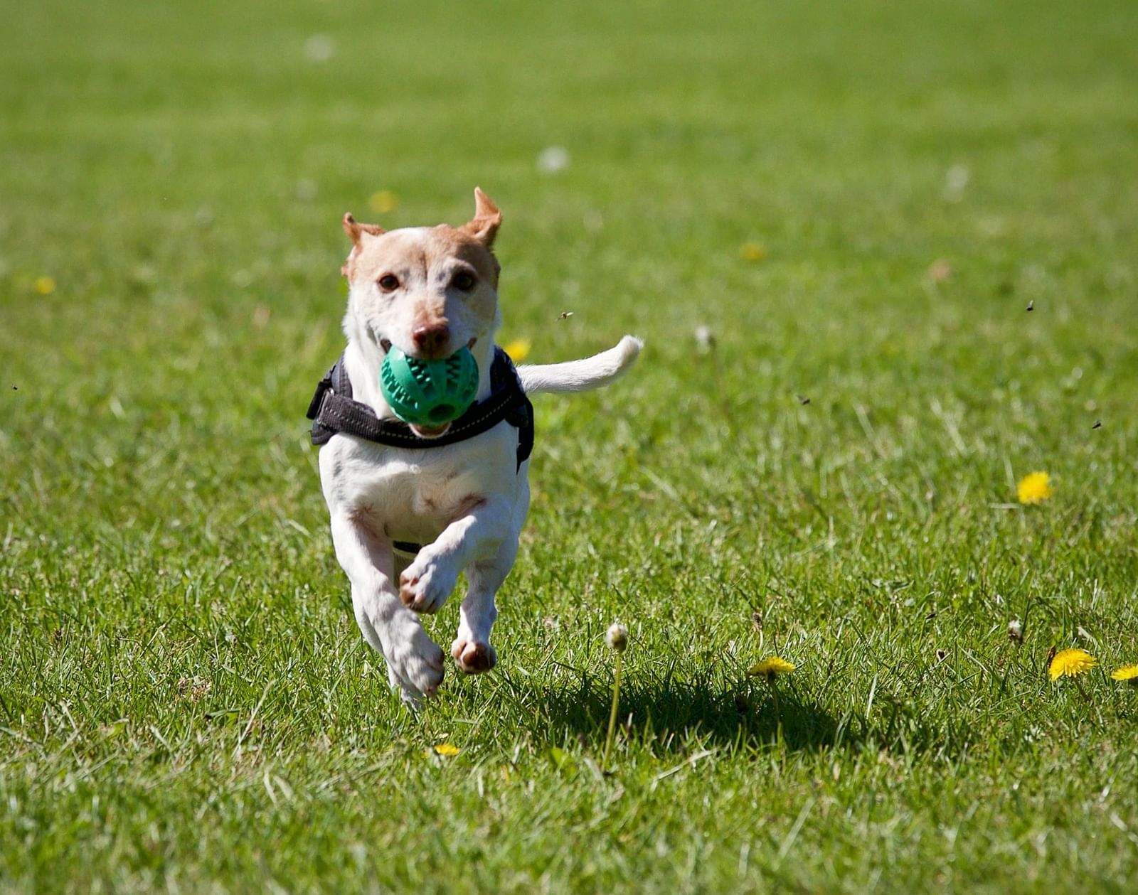 A dog with a green toy in his mouth running on a field full of grass.