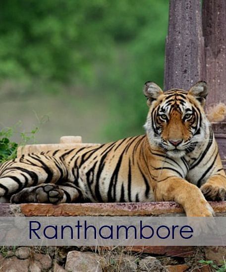 A tiger sitting on a few logs in the jungle