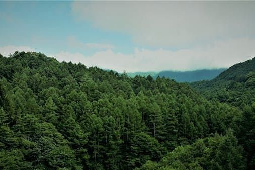 Rolling hills covered in dense forest under a cloudy sky.