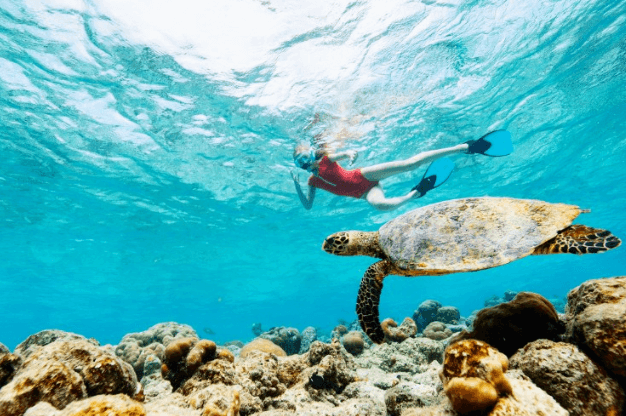 A person snorkels underwater near a sea turtle and coral reefs.