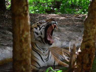 Evoma - Business Hotel, K R Puram, Bangalore Bangalore Bannerghatta National Park Evoma Business Hotel KR Puram Bangalore