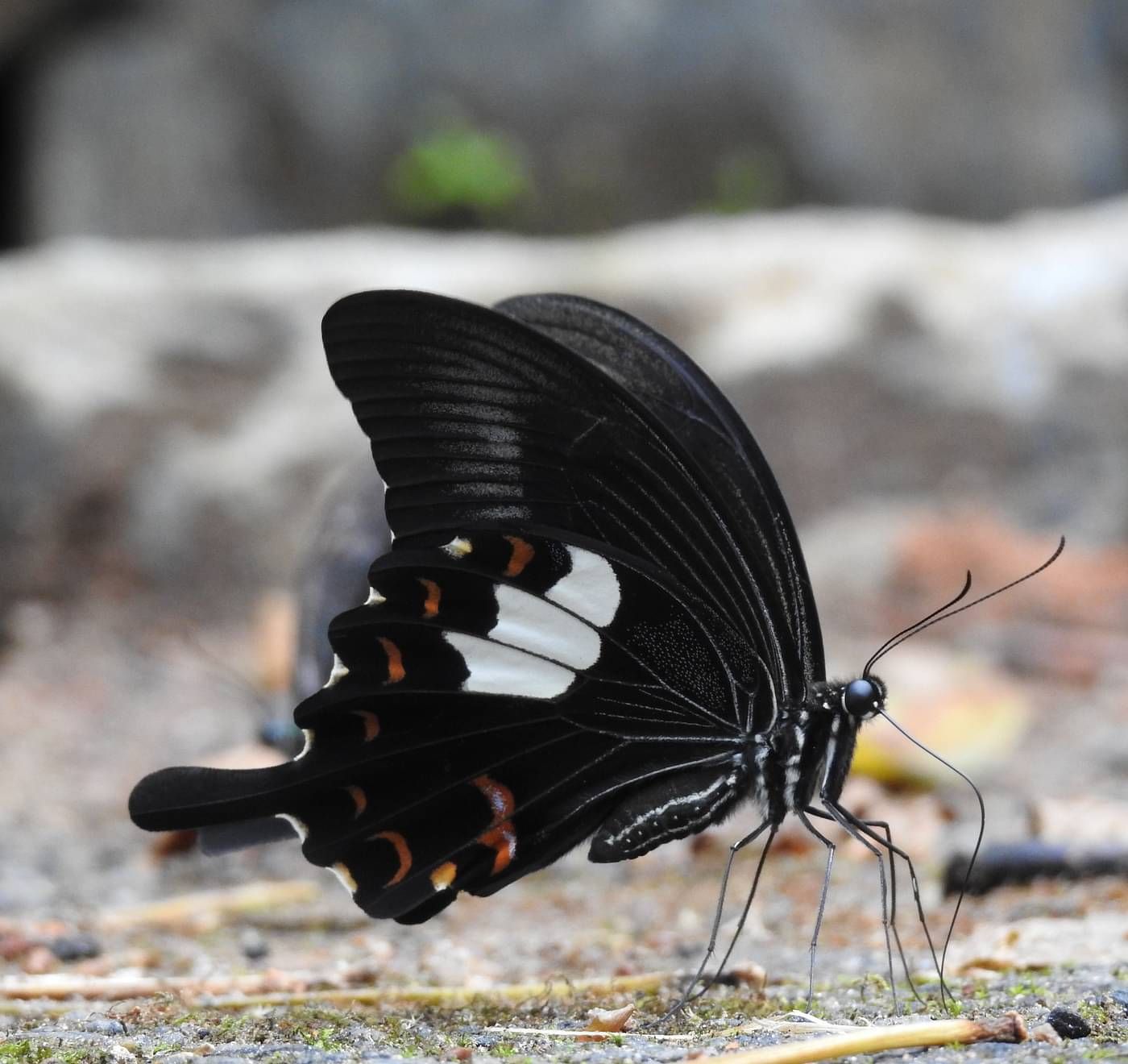 an image of red helen butterfly sitting on the land | Vythiri Resort, Wayanad